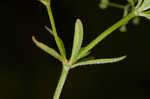 Stiff marsh bedstraw